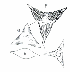 Goniochloris smithii?